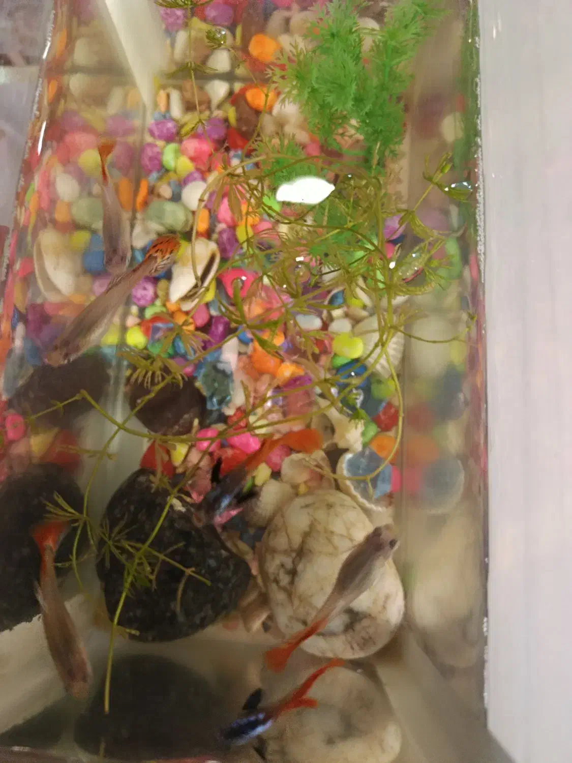 ماهی گوپی|ماهی|تبریز, |دیوار