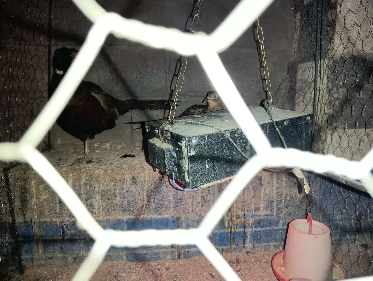 مادر مصنوعی صادراتی ویژه جوجه|لوازم جانبی حیوانات|همدان, |دیوار