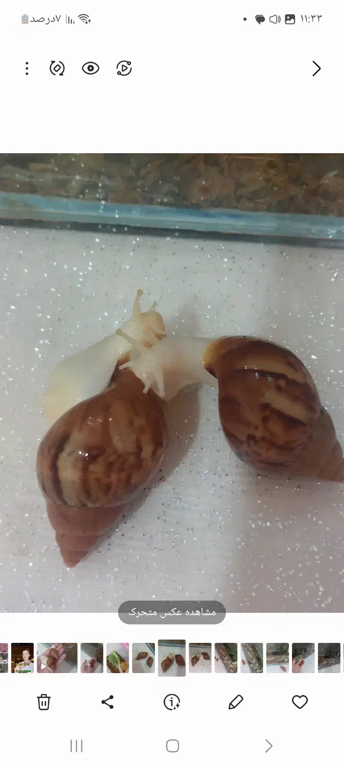 حلزون|خزنده|گناباد, |دیوار