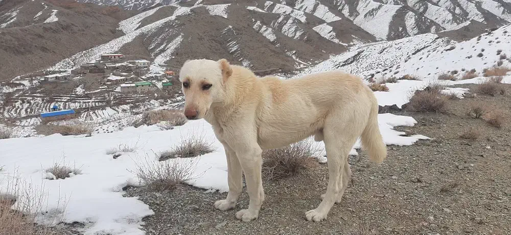 سگ گله ای|سگ|سربیشه, |دیوار