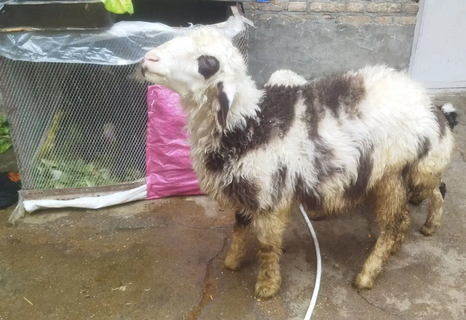 بره پلنگی درجه یک|حیوانات مزرعه|اندیمشک, |دیوار