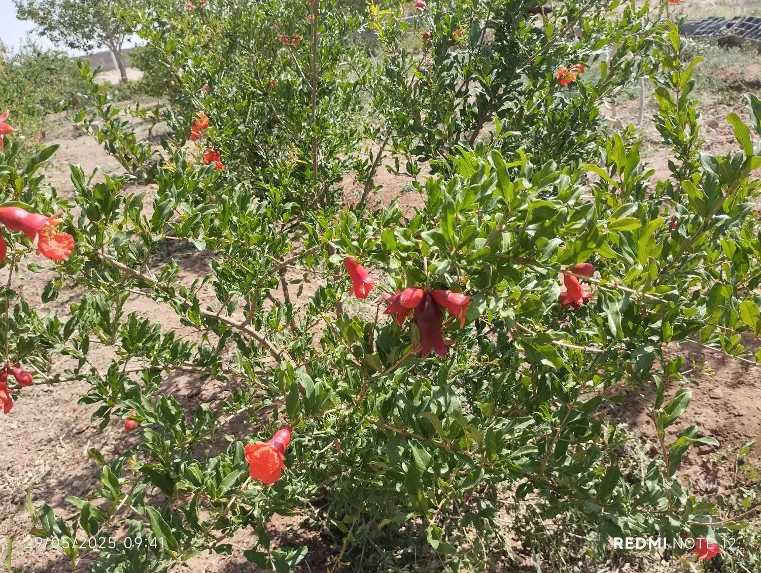 باغ با مجوز دیوار،فنس،سند تکبرگ|فروش دفتر صنعتی، کشاورزی، تجاری|اصفهان, قهاب جنوبی|دیوار