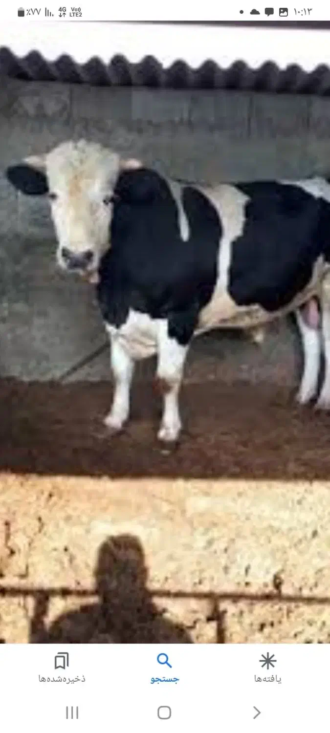 فروش گوساله ی نر گوشتی باقصاب|حیوانات مزرعه|بهارستان, |دیوار