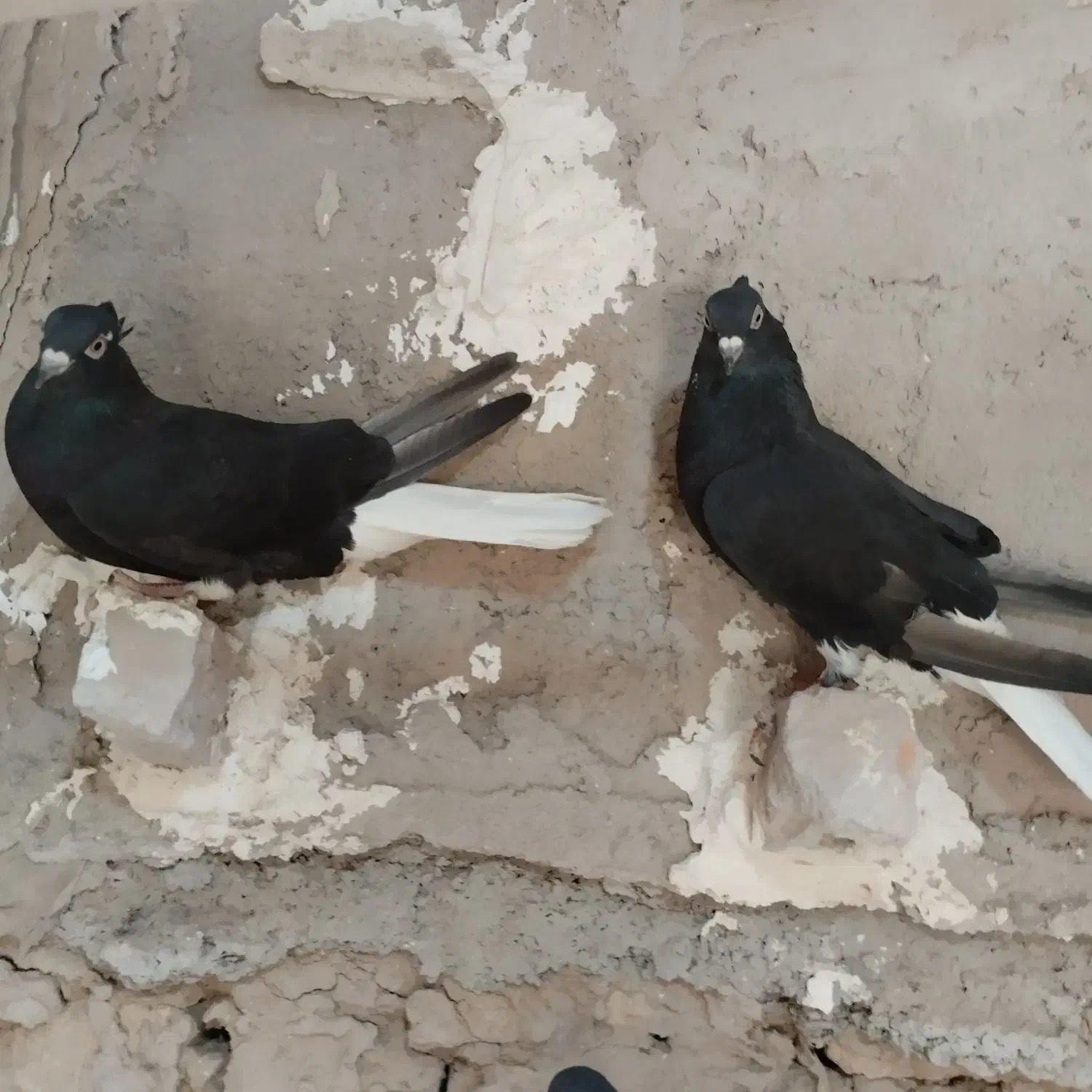 کبوتر|پرنده|نیشابور, فردوس شمالی|دیوار