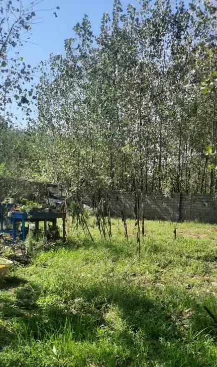 فروش  یا رهن ویلایی دوهزار متری سند دار|فروش خانه و ویلا|رشت, لاکان شهر|دیوار