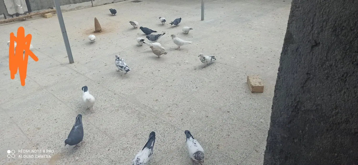 کفتر|پرنده|ساروق, |دیوار