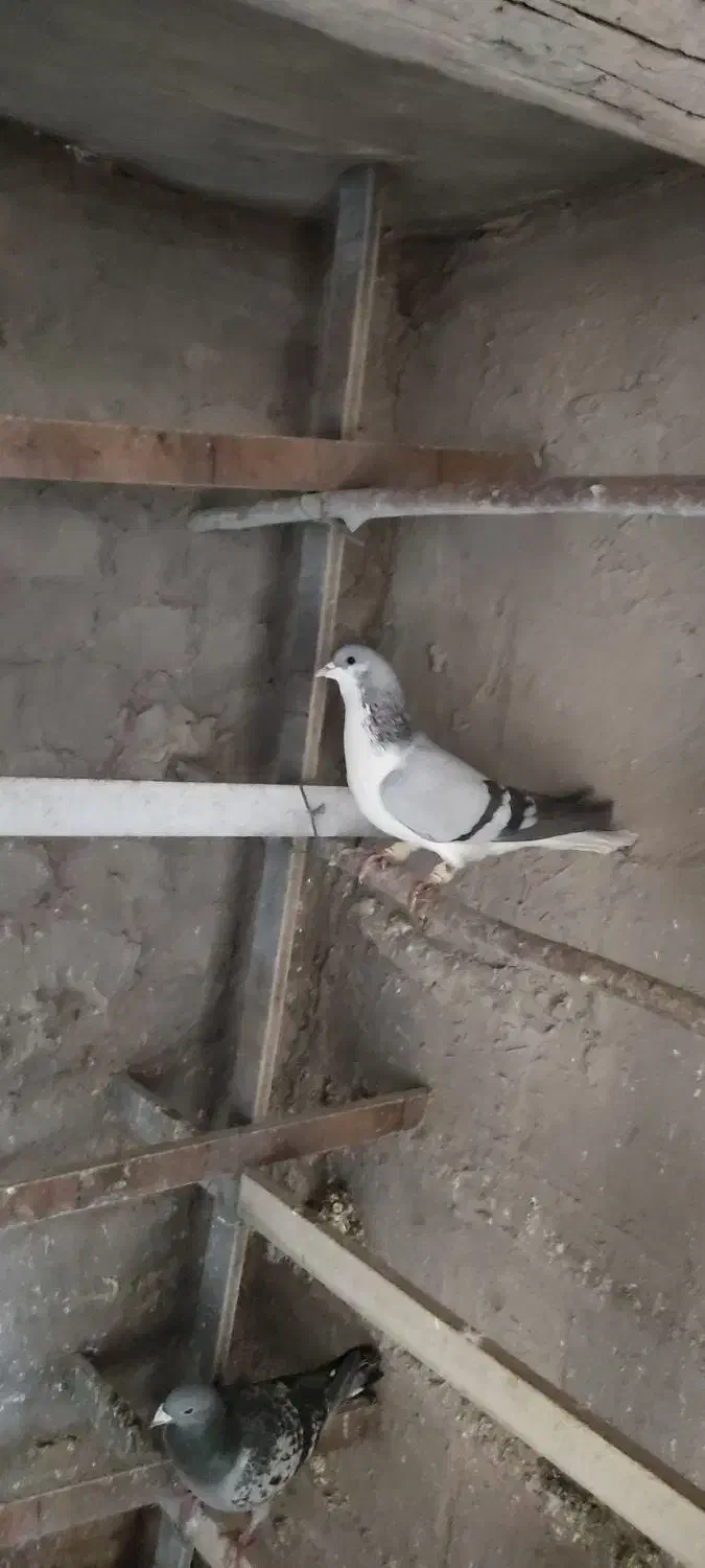 بدرنگ عروسک|پرنده|بوئین زهرا, |دیوار