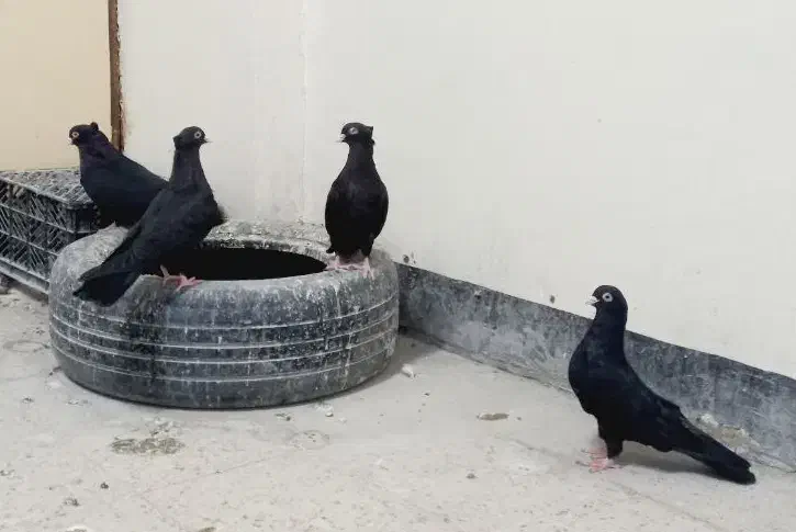 کبوتر زاغ آبادانی اصیل ذات دار|پرنده|خاش, |دیوار