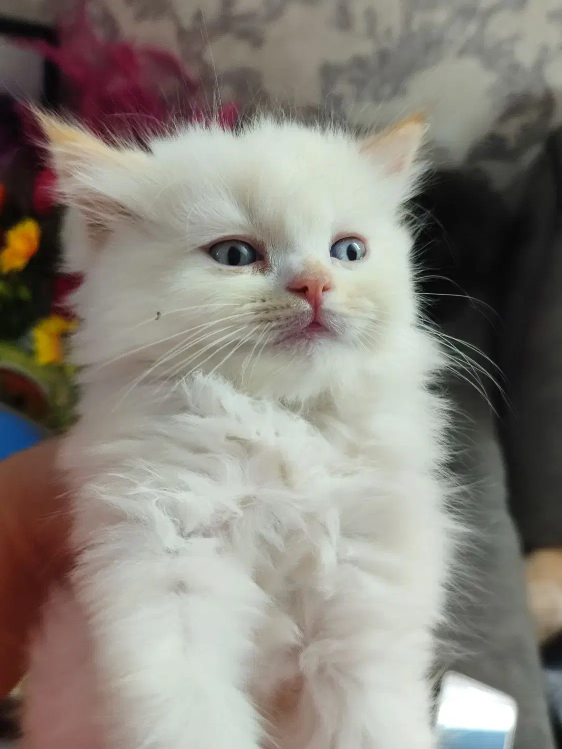 پرشین کت|گربه|گرگان, |دیوار