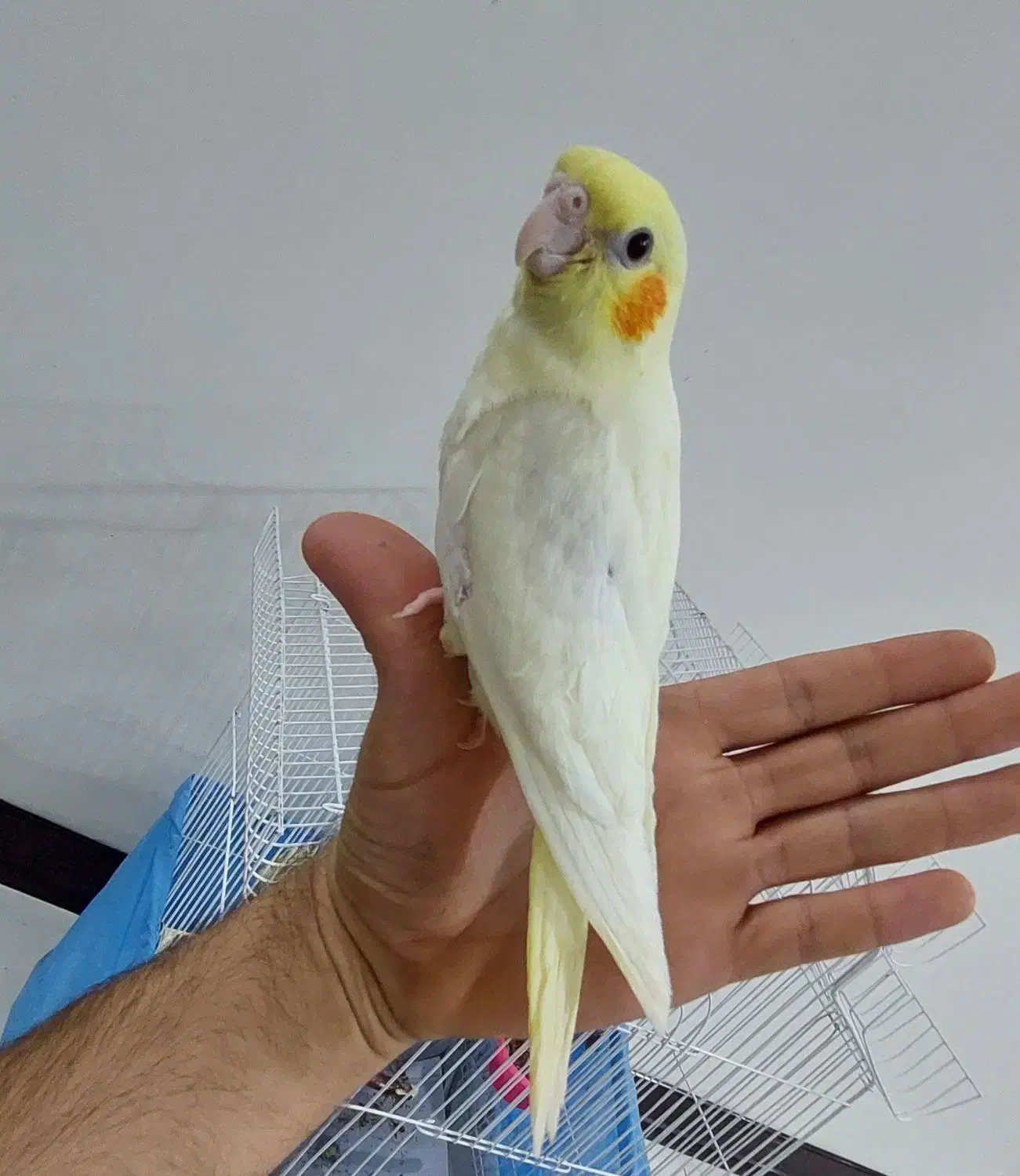 عروس هلندی سرلاکی|پرنده|تهران, علم و صنعت|دیوار