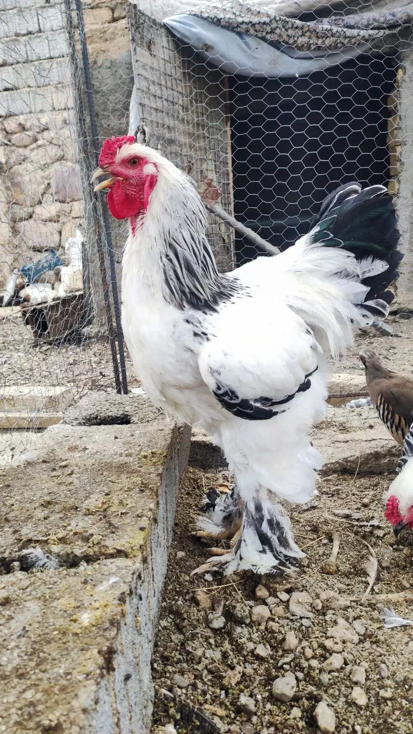 خروس برهما لایت|حیوانات مزرعه|هشتگرد, خور|دیوار