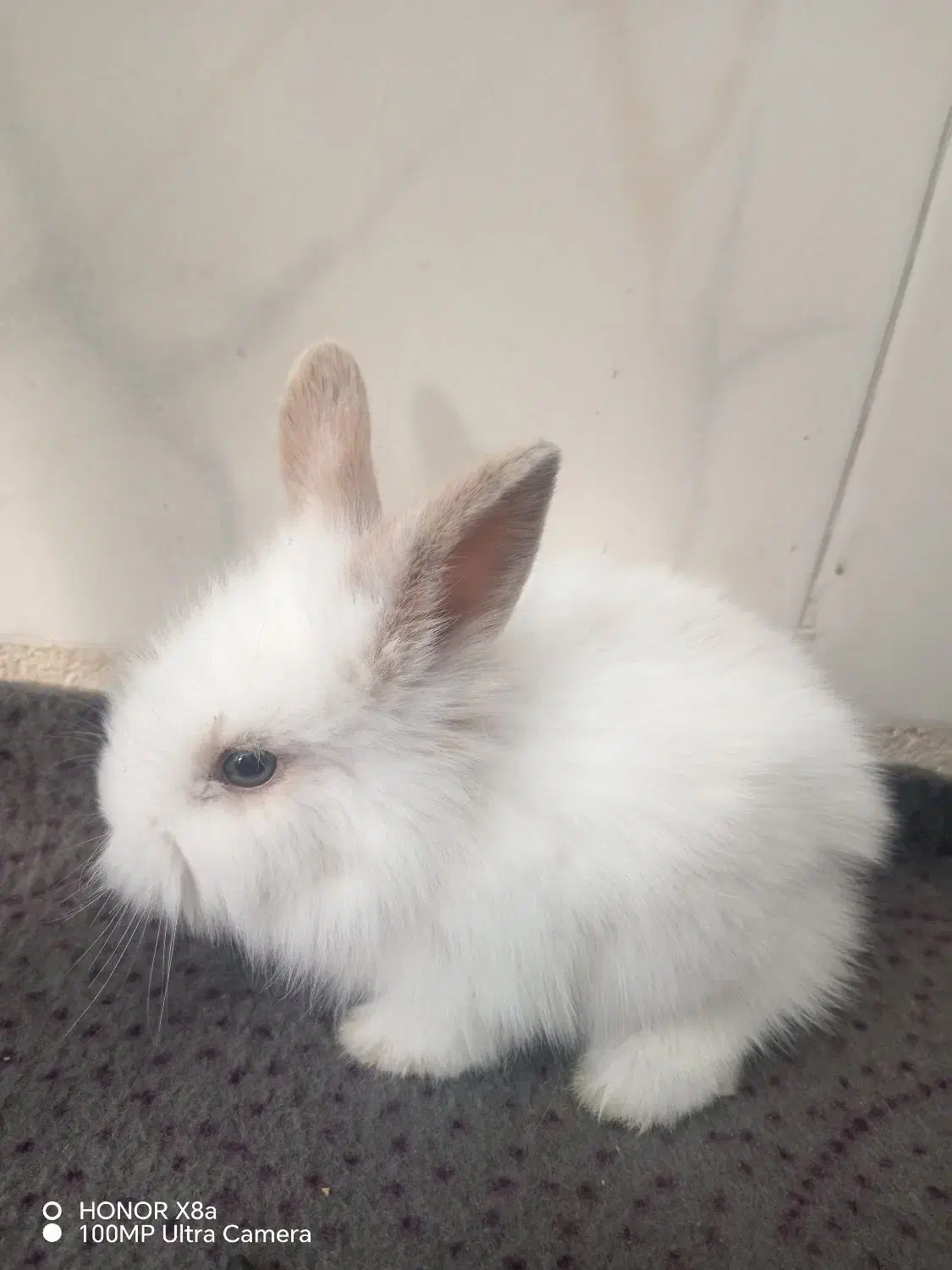 بچه خرگوش لوپ ملوس|موش و خرگوش|سبزوار, قدس|دیوار