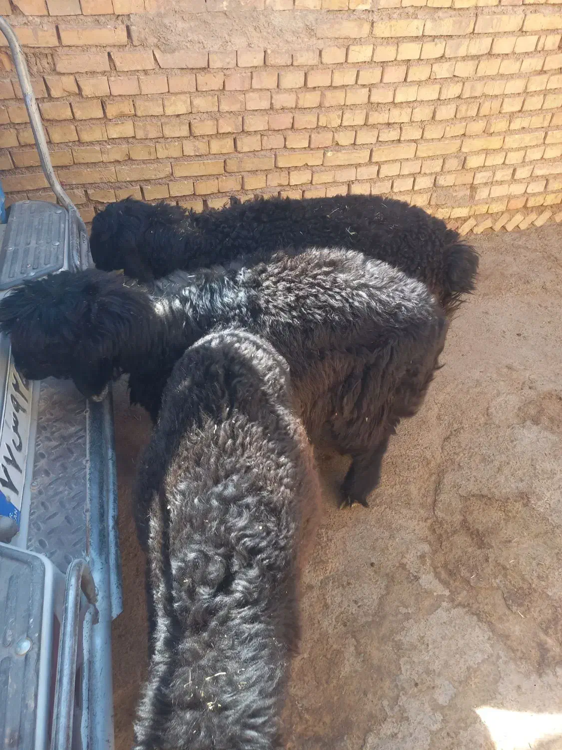 فروش سه عدد بره ته کم سن و سال تخمی|حیوانات مزرعه|خانمیرزا, |دیوار