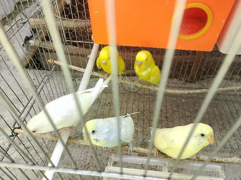 دو جفت مرغ عشق نر و ماده با یه جوجه|پرنده|ایرانشهر, |دیوار