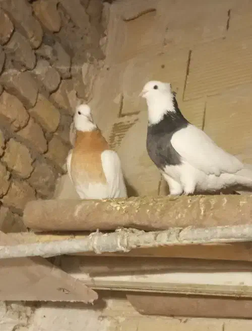 طوقی فروش فوری|پرنده|مشهد, شهید قربانی|دیوار