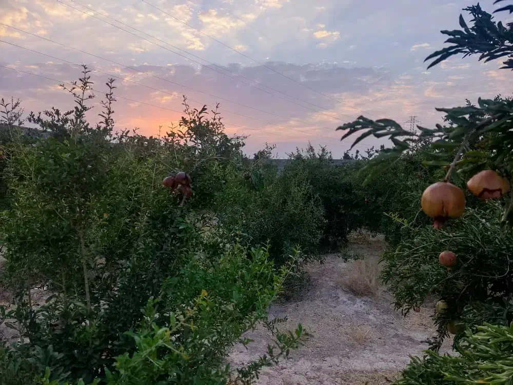 باغ شهری  شیراز۱۲۵۰ متر مربع شیراز|فروش زمین و ملک کلنگی|شیراز, محمودآباد|دیوار