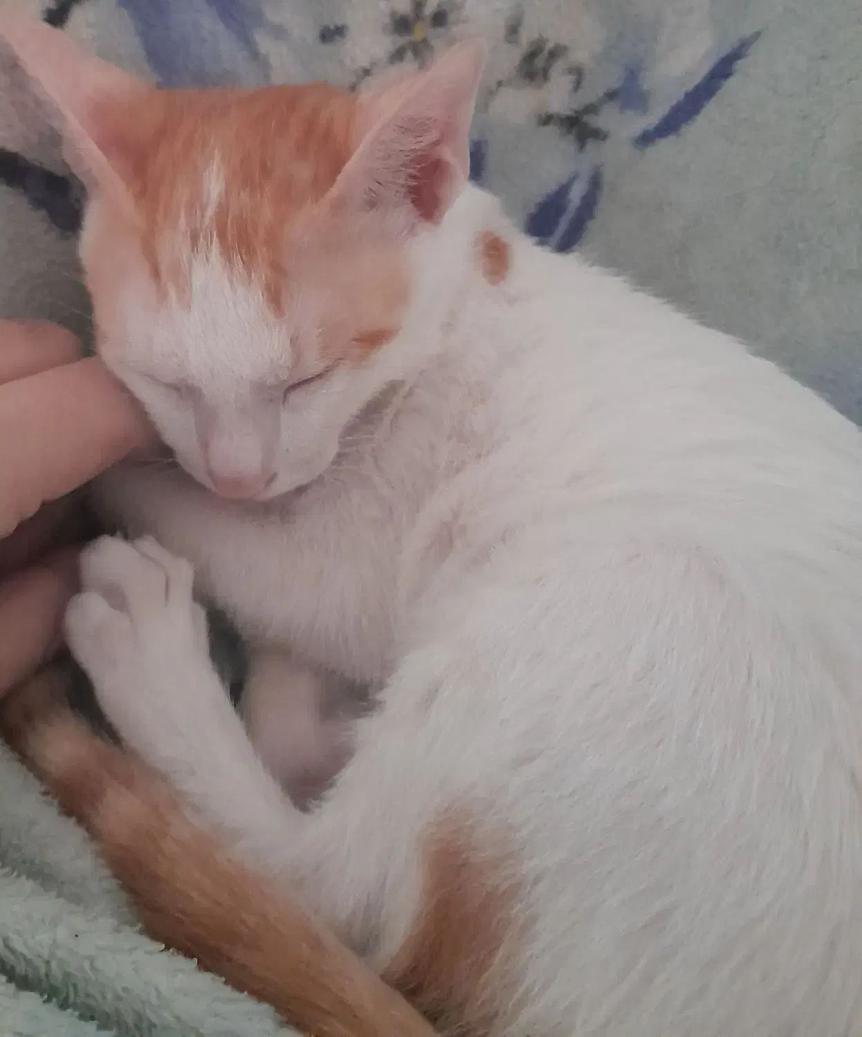 گربه گمشده مژدگانی عالی|حیوانات|بندرعباس, |دیوار