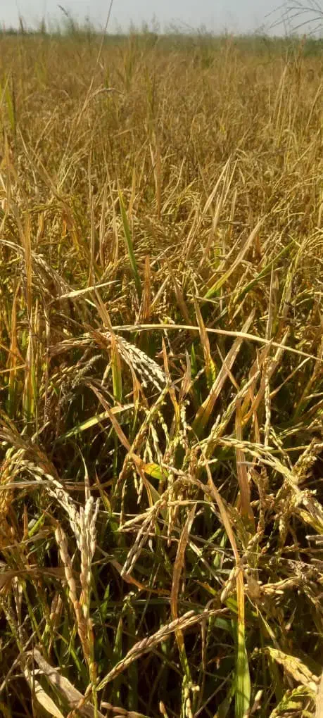 برنج عنبر بو خوزستان|عمده‌فروشی|کرخه, |دیوار