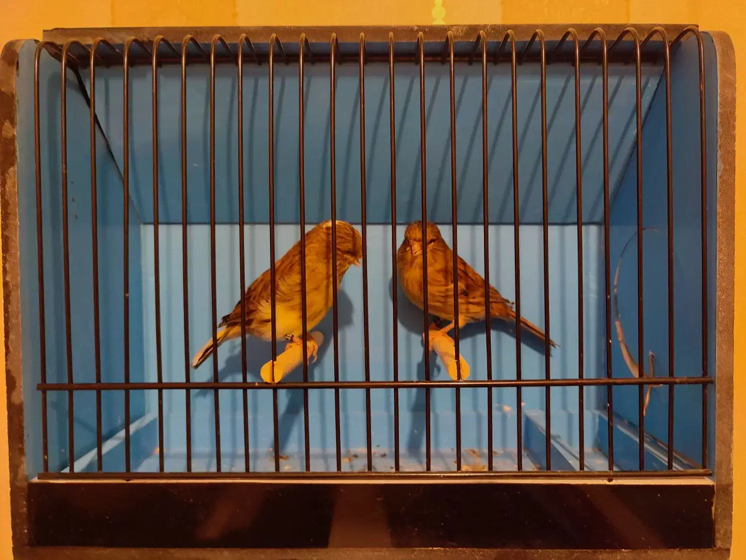 قناری|پرنده|کرج, عظیمیه|دیوار