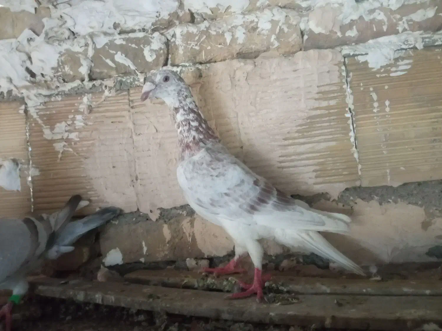 کبوتر فروشی|پرنده|مشهد, نیزه|دیوار