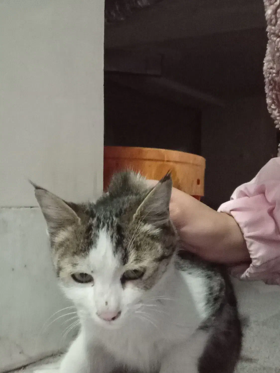 بچه گربه|گربه|زنجان, |دیوار