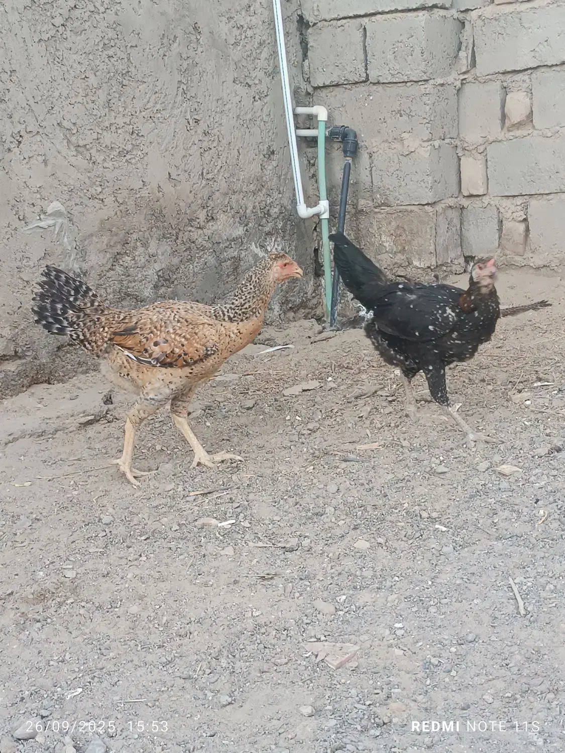 خروس و مرغ تخم گزار|حیوانات مزرعه|زابل, |دیوار