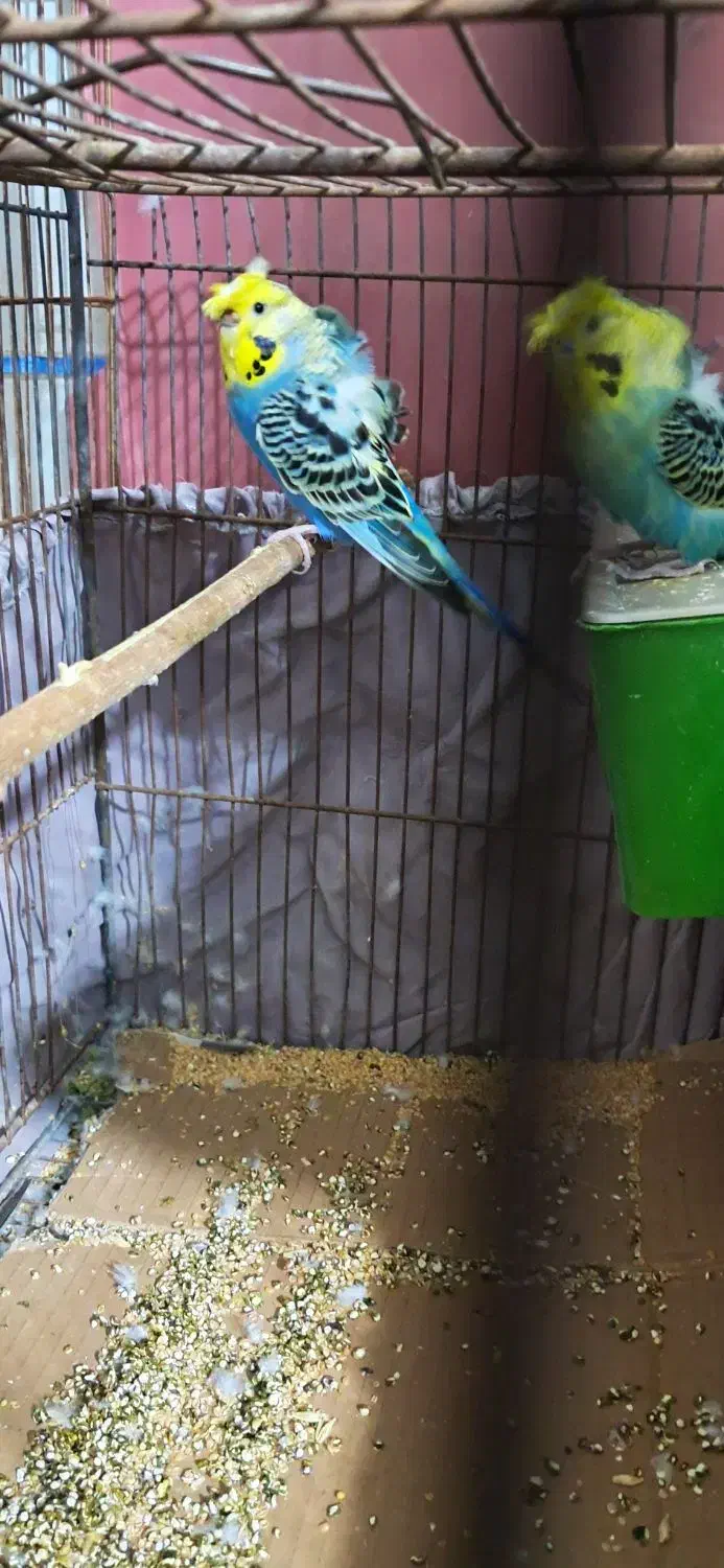 فروش مرغ عشق وفنج|پرنده|سمنان, |دیوار