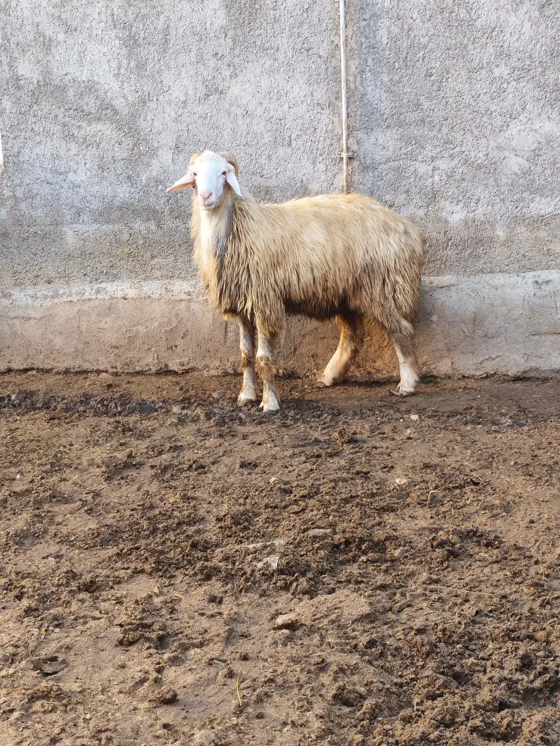 بره گوسفند نر قوچ تخمی|حیوانات مزرعه|قائمشهر, |دیوار