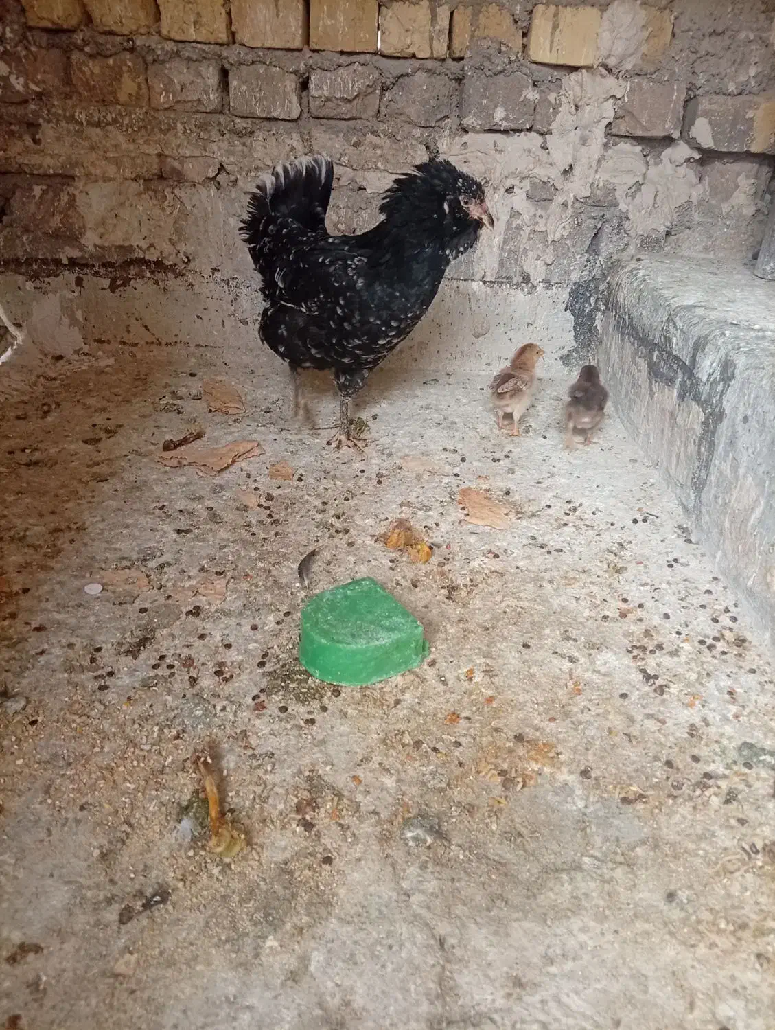 مرغ گلین|حیوانات مزرعه|قم, یزدانشهر|دیوار