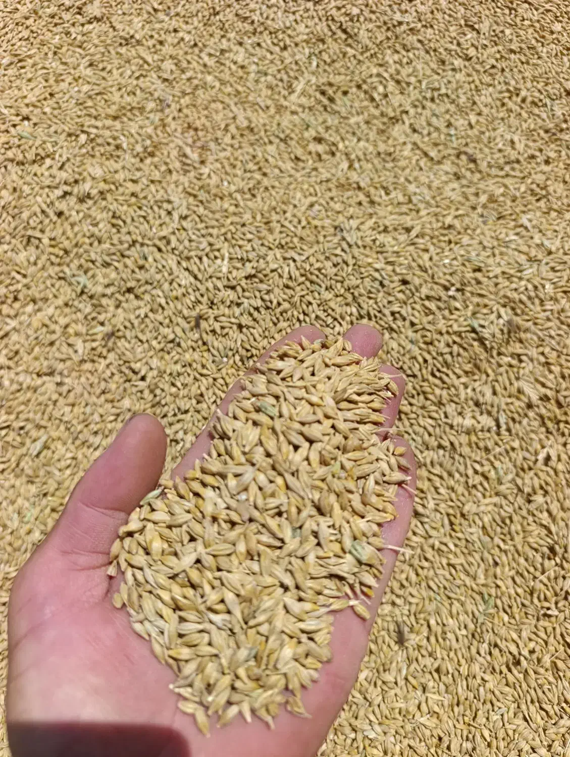 جو اعلا|خدمات باغبانی و درختکاری|گنبد کاووس, |دیوار
