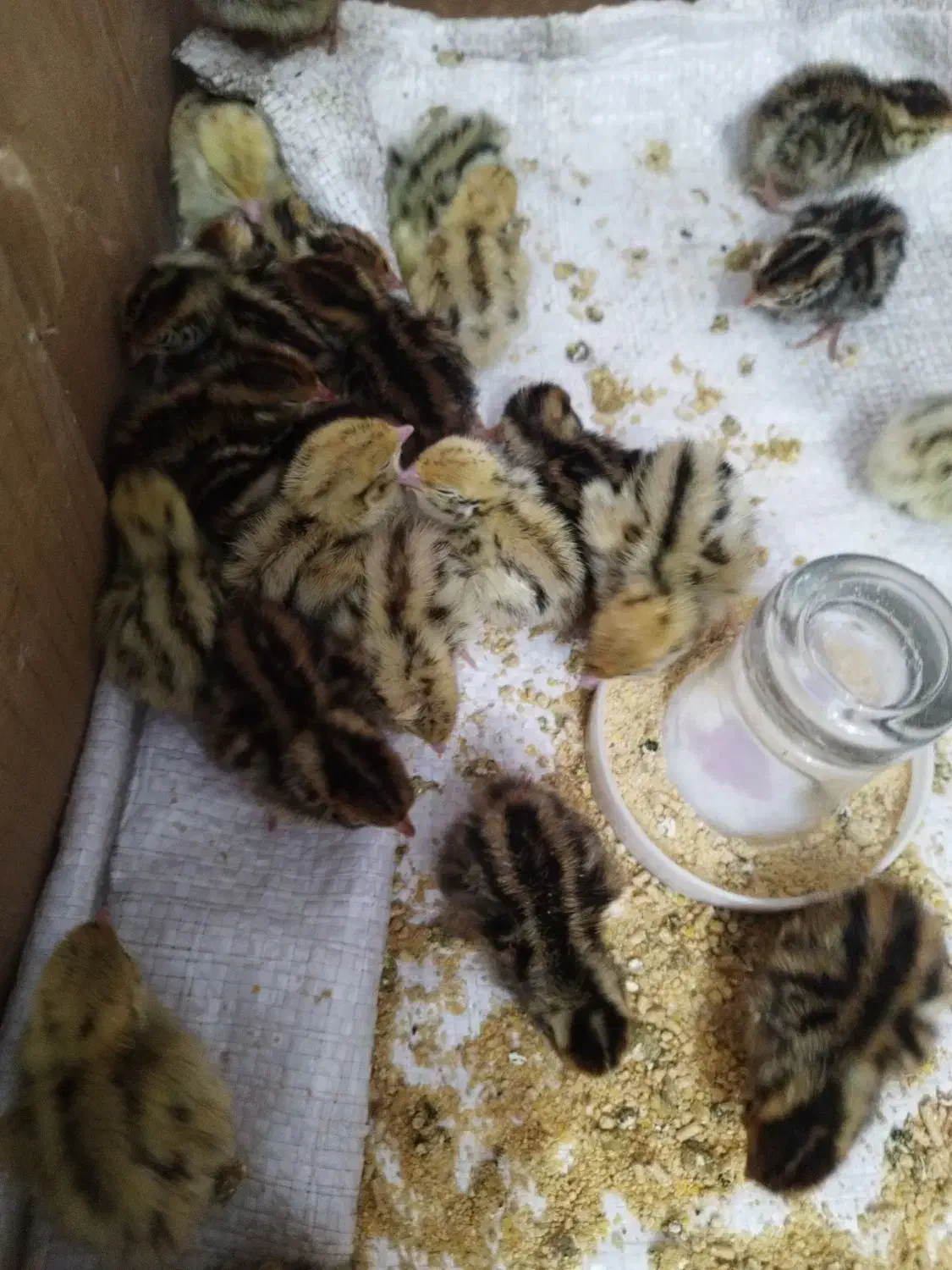 جوجه بلدرچین|حیوانات مزرعه|گرگان, |دیوار