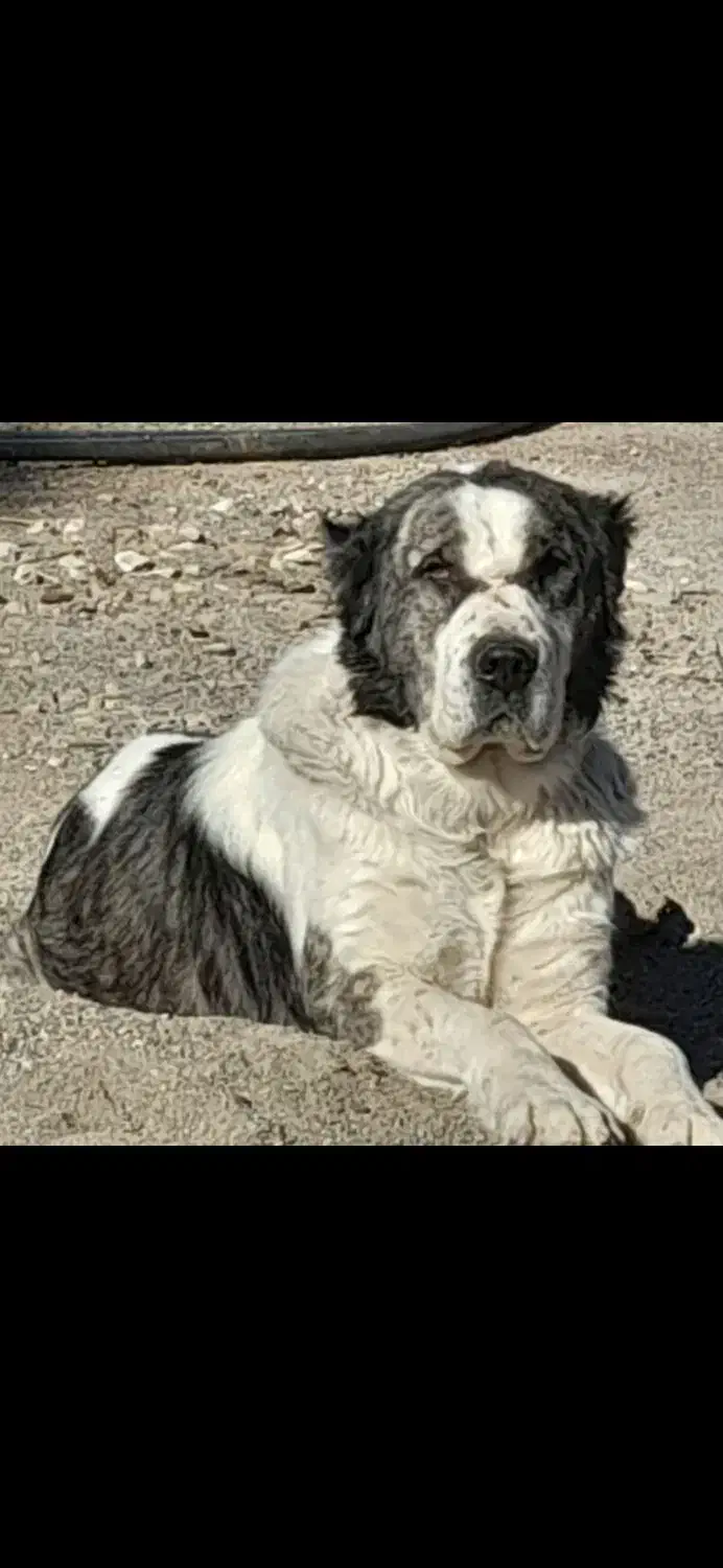 سگ گمشده|حیوانات|تهران, دکتر هوشیار|دیوار