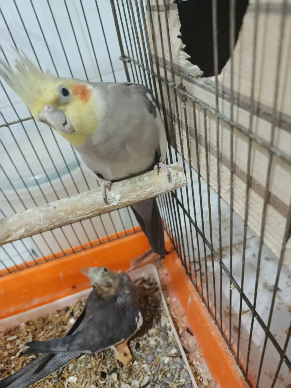 عروس هلندی|پرنده|میانه, |دیوار