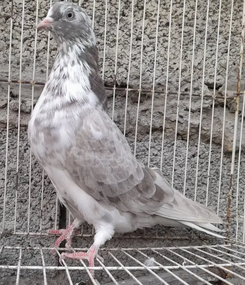 کبوتر تهرانی‌پرشی|پرنده|بابلسر, |دیوار