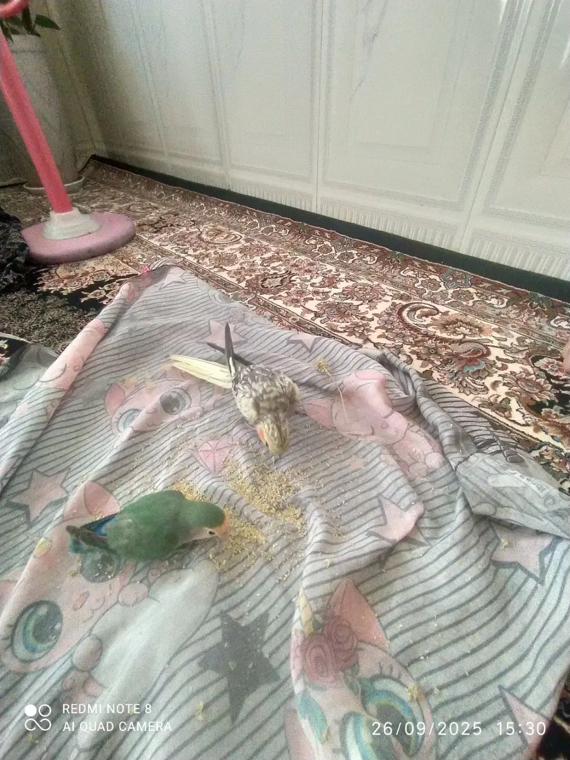 گم شده|پرنده|ملایر, |دیوار