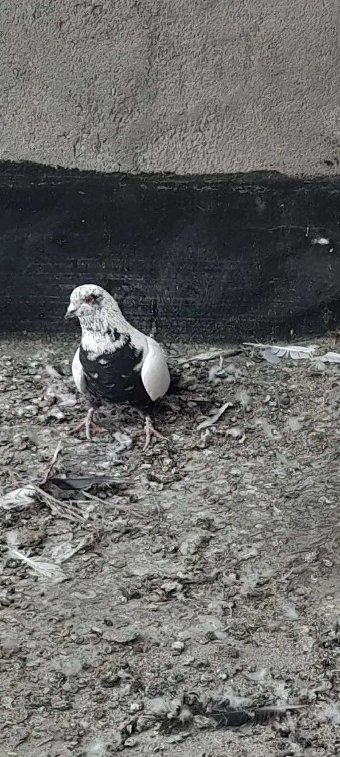 ساده مشهدی کلاغ|پرنده|شاندیز, |دیوار