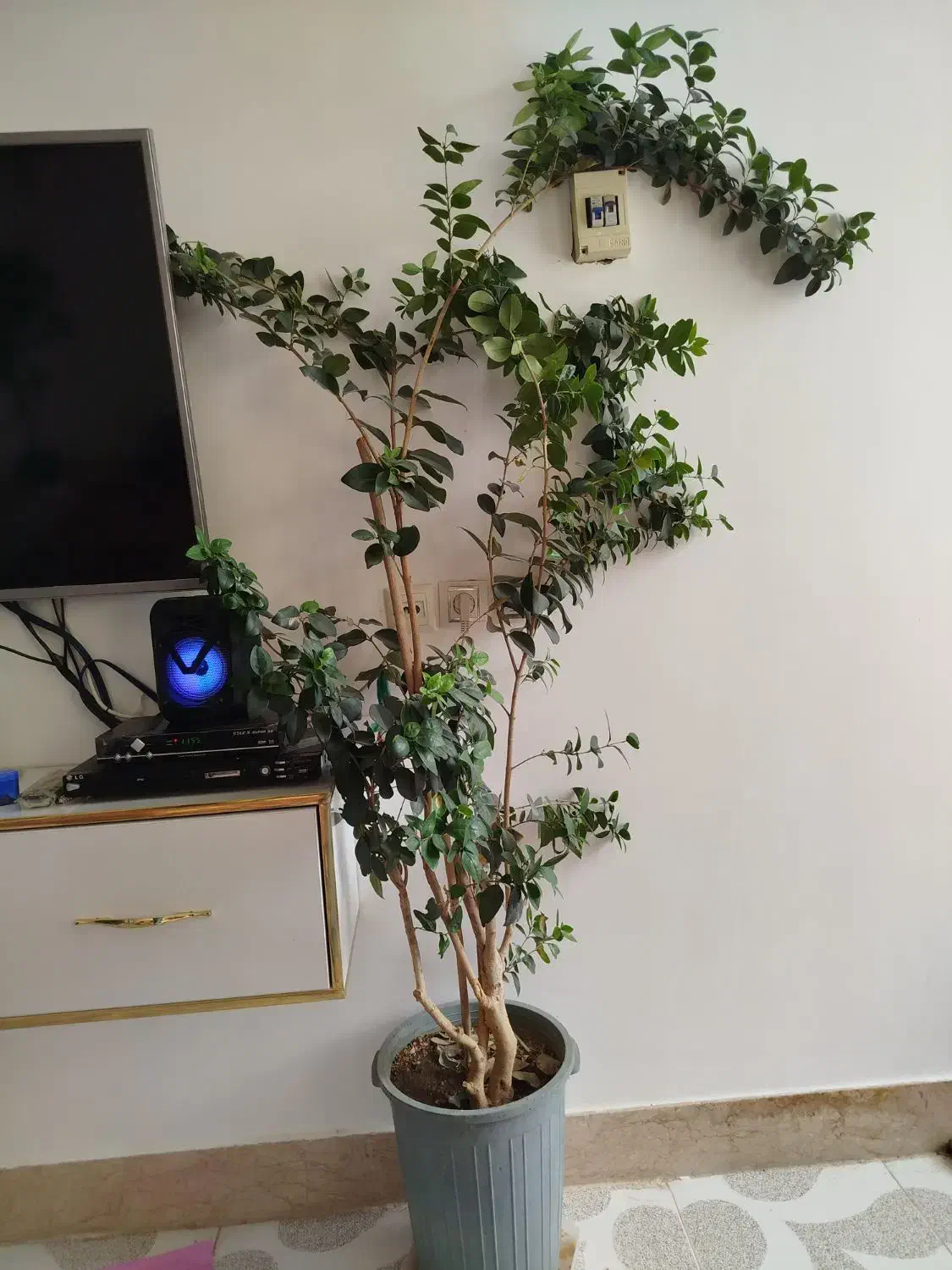 گل آپارتمانی|گل و گیاه طبیعی|شیراز, گویم|دیوار