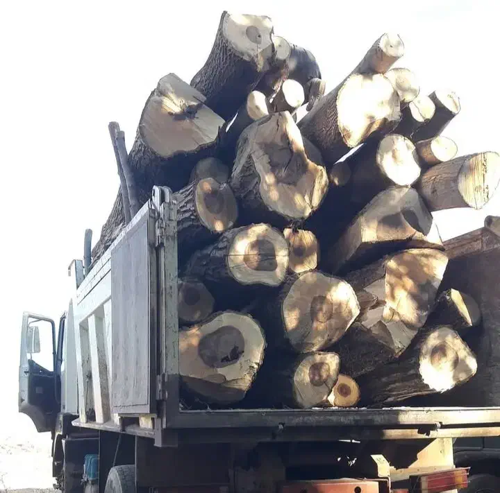 خریدار انواع چوب|خدمات باغبانی و درختکاری|کامیاران, |دیوار