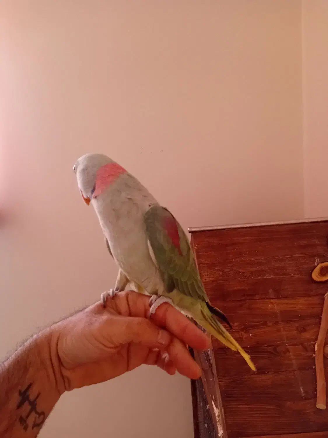 شاه طوطی|پرنده|شاهینشهر, مخابرات (شهید بهشتی)|دیوار