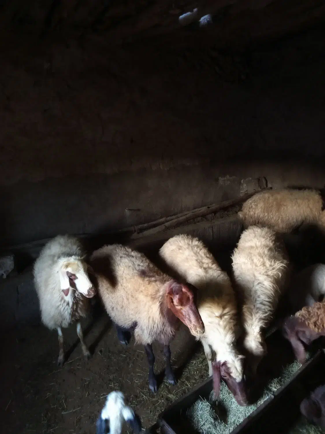 گوسفنند|حیوانات مزرعه|دیواندره, |دیوار