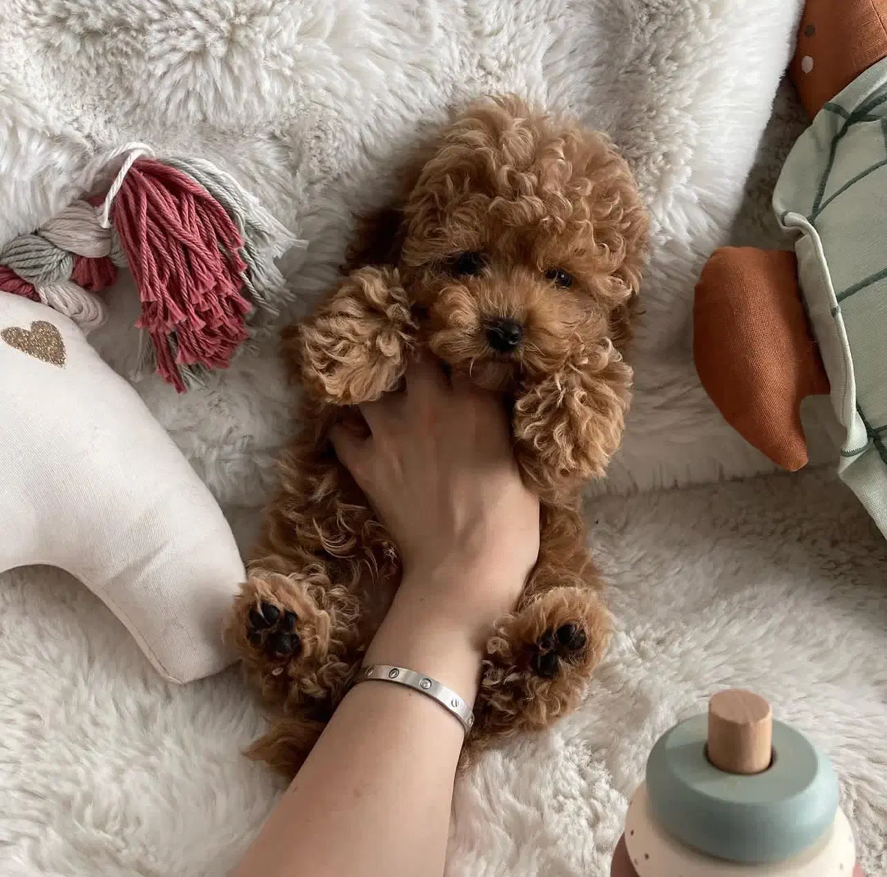 سگ ملوس|سگ|ثمرین, |دیوار