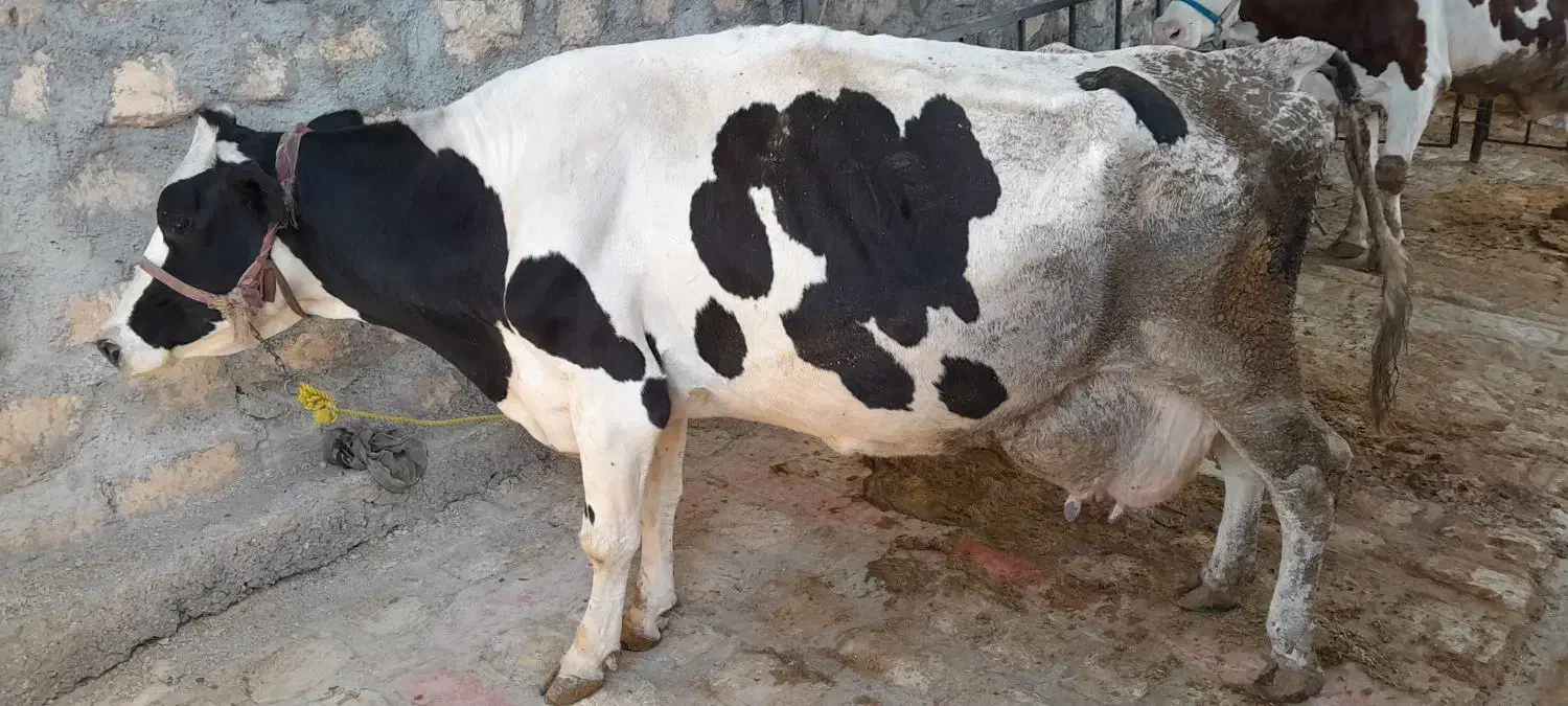 گاو هلشتاین باگوساله مونتبلیار سیمینتال|حیوانات مزرعه|کوهدشت, |دیوار