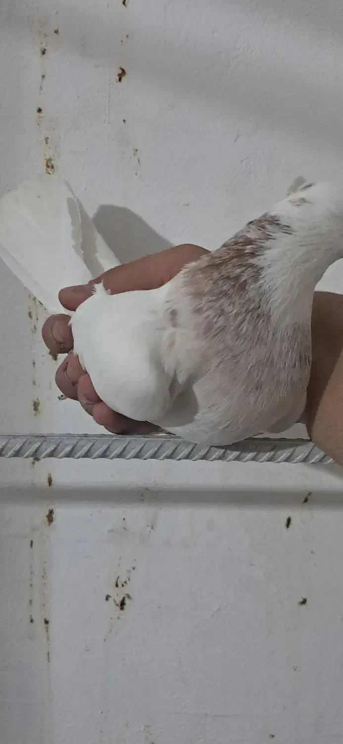 طوقی کبوتر|پرنده|مسجد سلیمان, |دیوار