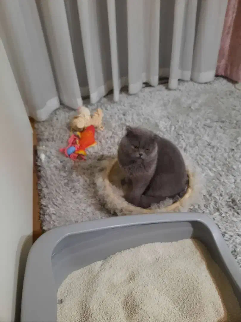 گربه اسکاتیش دبل فولد نر|گربه|تهران, افسریه شمالی|دیوار