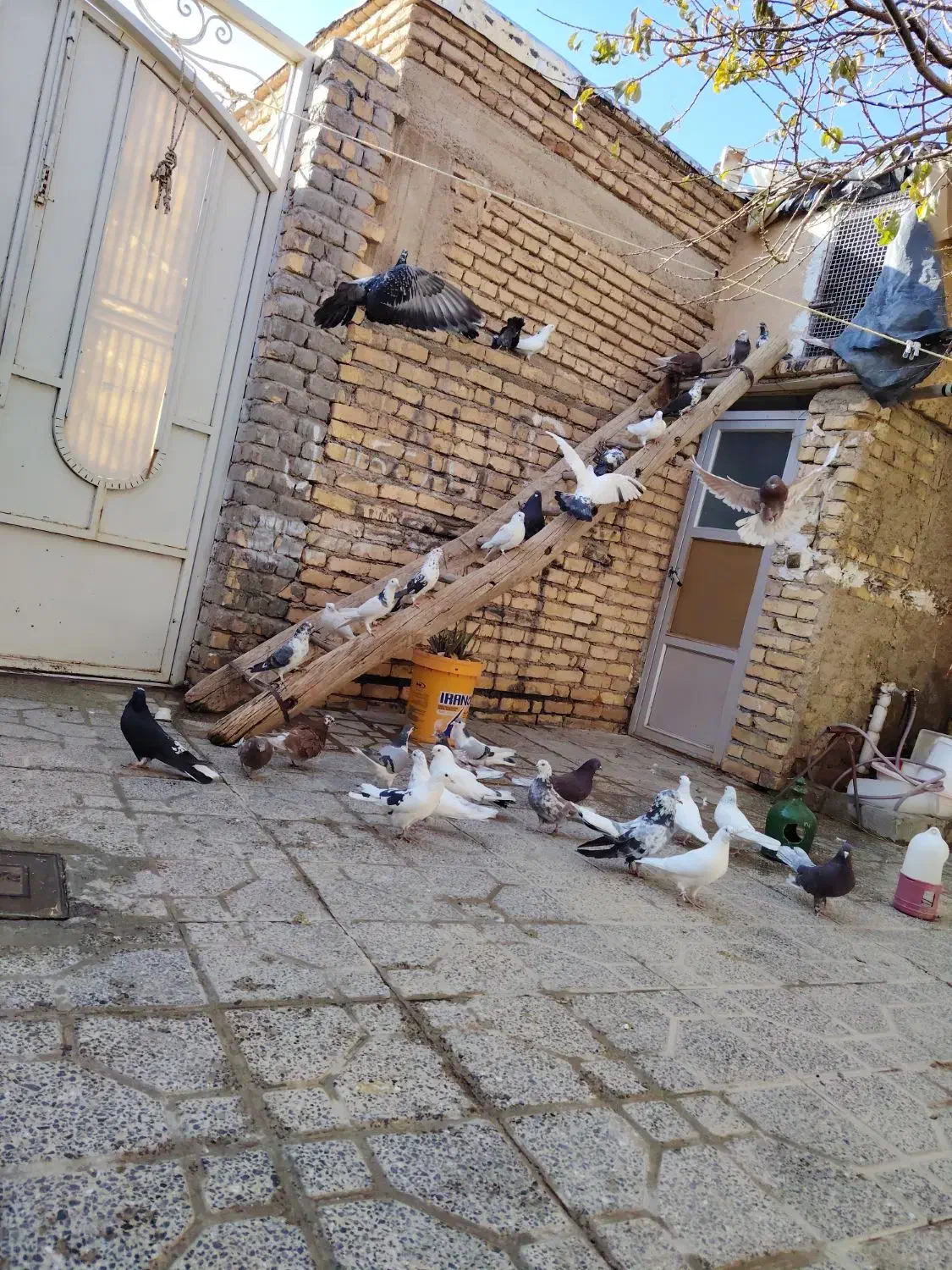 کفتر|پرنده|بن, |دیوار