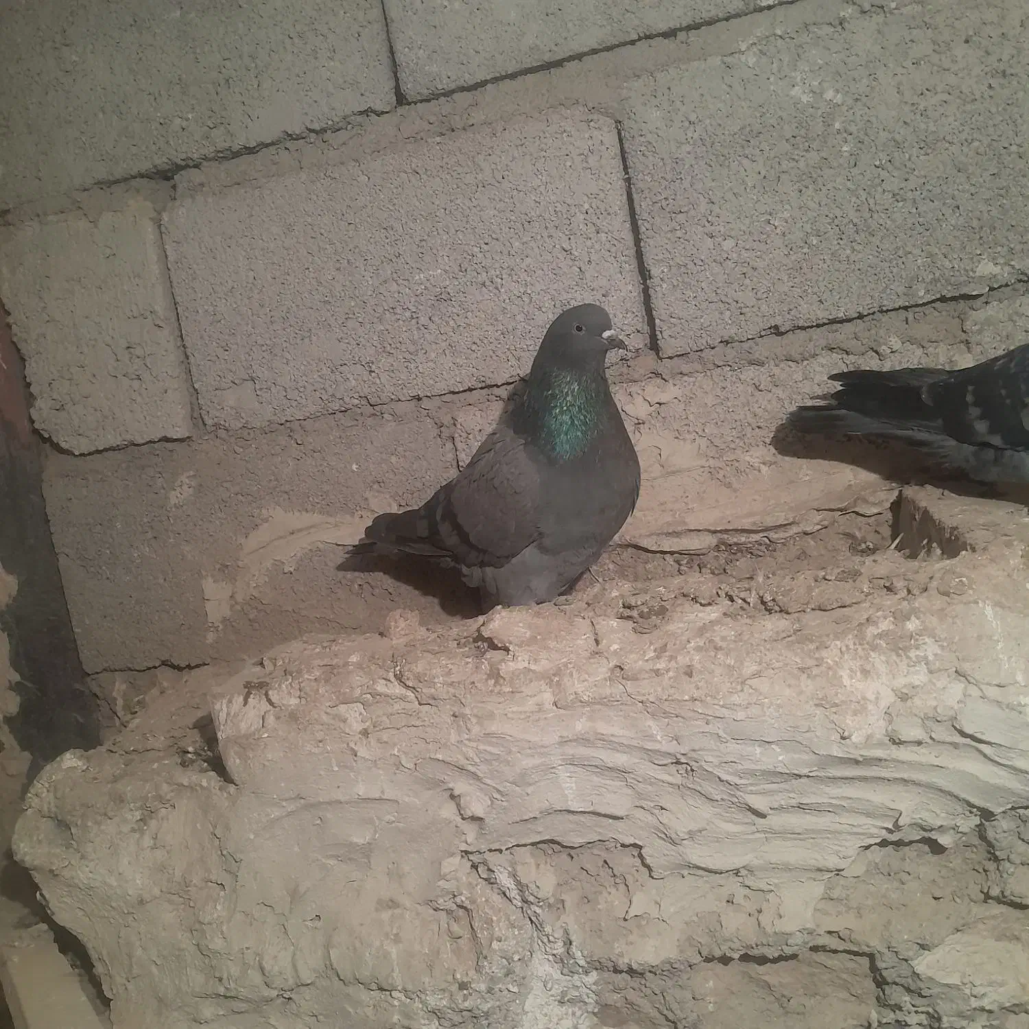 دوتا ماده|پرنده|شوط, |دیوار