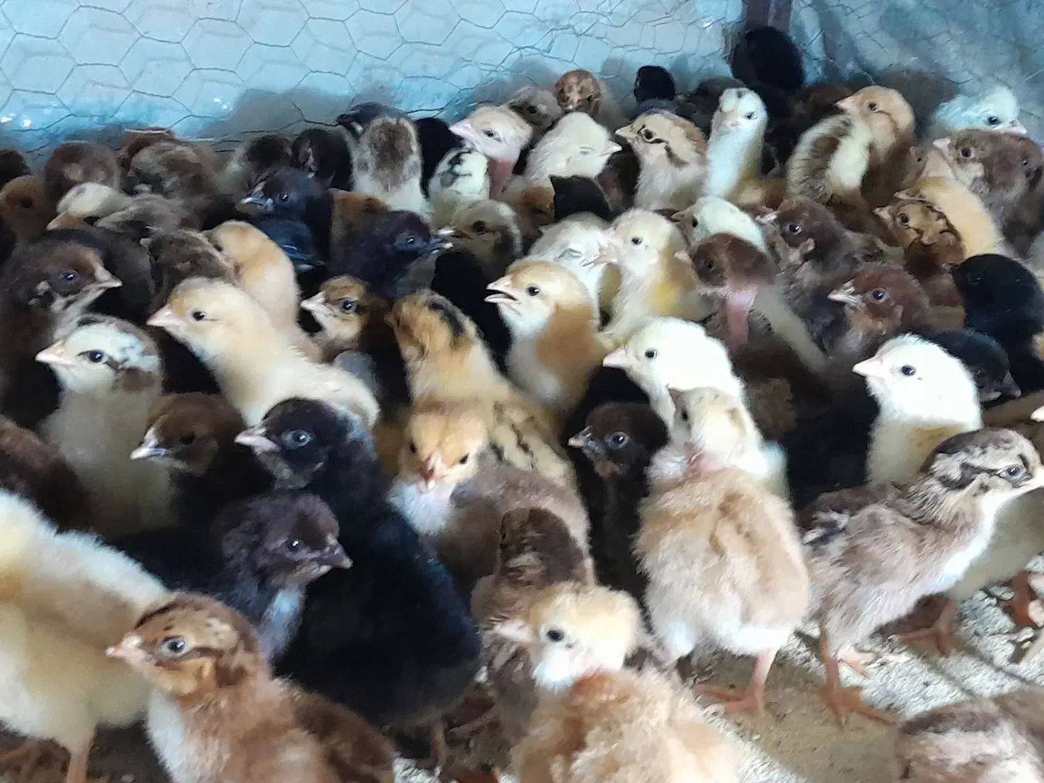 فروش جوجه محلی اصیل صددرصد کرچ شو ۶ روزه|حیوانات مزرعه|آمل, |دیوار