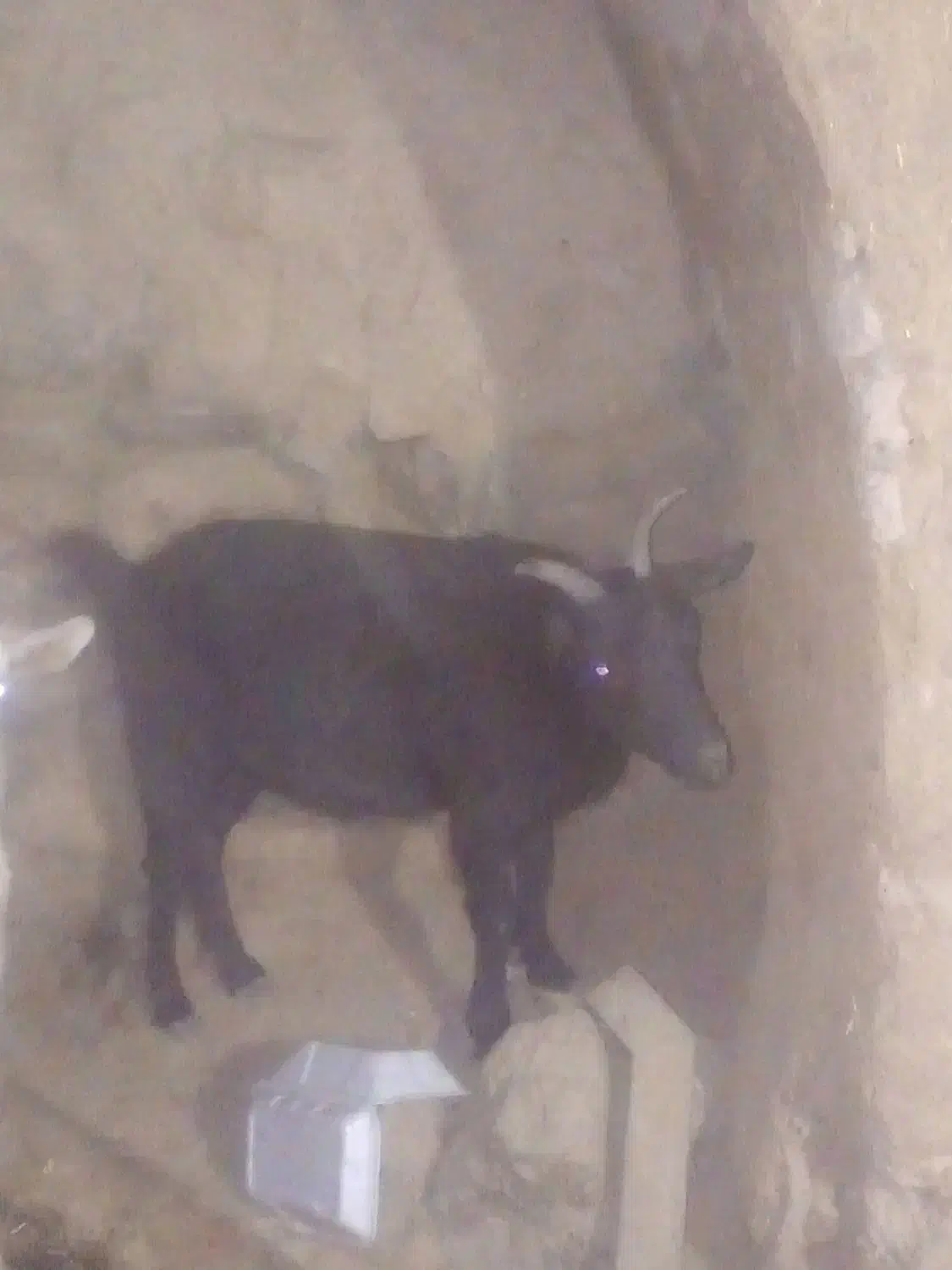 فروش بزغاله شکم اول|حیوانات مزرعه|بن, |دیوار