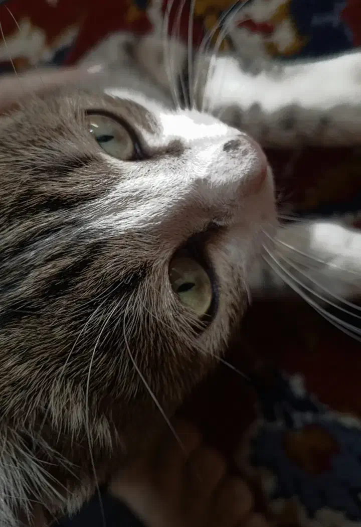 گـربه|گربه|هریس, |دیوار