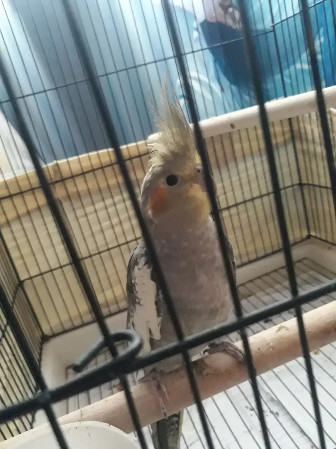 عروس هلندی|پرنده|کرج, مصباح|دیوار